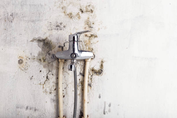 Best Toxic Mold Removal  in Bon Air, VA