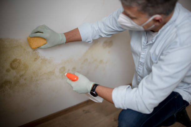 Best Mold Remediation Services  in Bon Air, VA