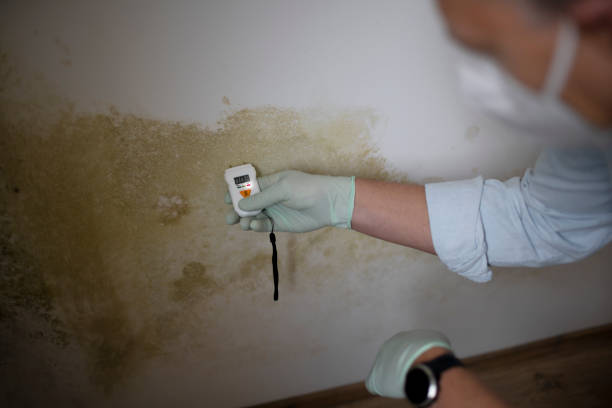 Best Commercial Mold Removal  in Bon Air, VA