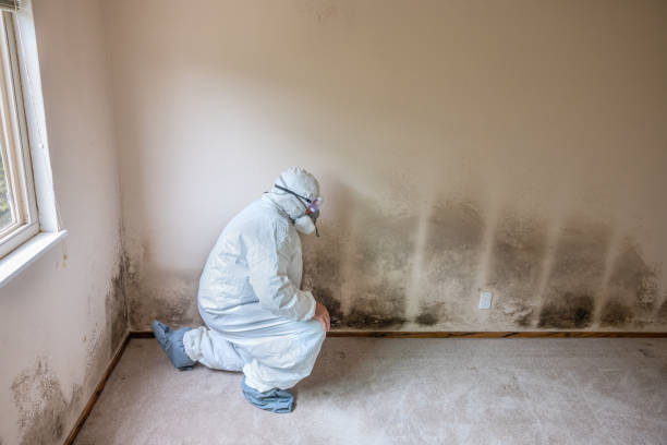 Best Fast Mold Removal  in Bon Air, VA