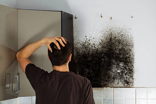 Best Black Mold Removal  in Bon Air, VA