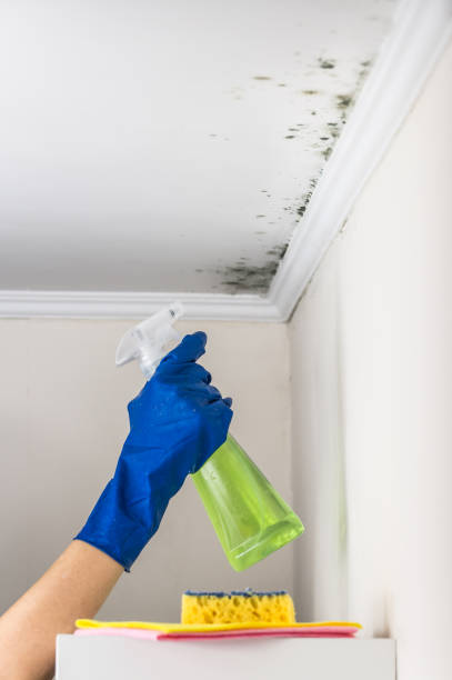 Best Residential Mold Removal  in Bon Air, VA