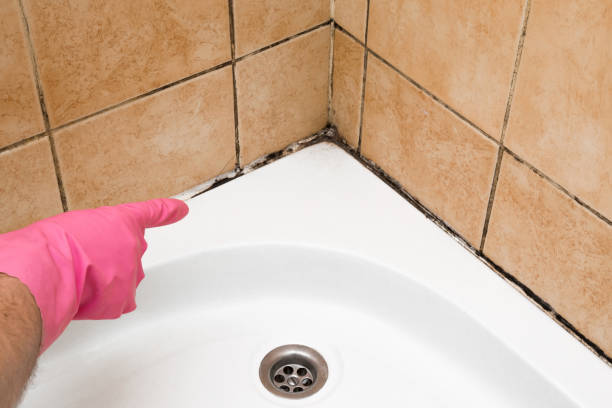 Attic Mold Removal in Bon Air, VA